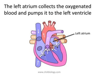 www.clickbiology.comwww.clickbiology.com
The left atrium collects the oxygenated
blood and pumps it to the left ventricle
Left atrium
 
