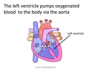 www.clickbiology.comwww.clickbiology.com
The left ventricle pumps oxygenated
blood to the body via the aorta
Left ventricle
 