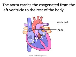 www.clickbiology.comwww.clickbiology.com
The aorta carries the oxygenated from the
left ventricle to the rest of the body
Aorta
Aortic arch
 