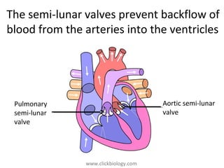 www.clickbiology.comwww.clickbiology.com
The semi-lunar valves prevent backflow of
blood from the arteries into the ventricles
Aortic semi-lunar
valve
Pulmonary
semi-lunar
valve
 