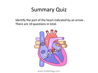 www.clickbiology.comwww.clickbiology.com
Summary Quiz
Identify the part of the heart indicated by an arrow .
There are 10 questions in total.
 