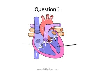 www.clickbiology.comwww.clickbiology.com
Question 1
 