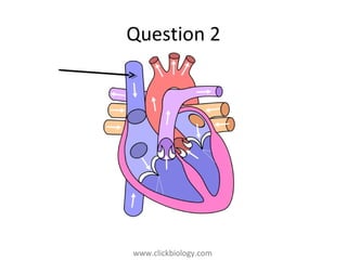 www.clickbiology.comwww.clickbiology.com
Question 2
 
