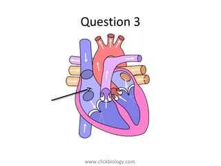 www.clickbiology.comwww.clickbiology.com
Question 3
 