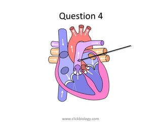 www.clickbiology.comwww.clickbiology.com
Question 4
 