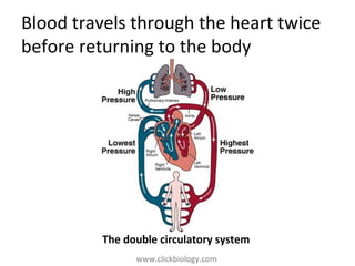 www.clickbiology.com
Blood travels through the heart twice
before returning to the body
The double circulatory system
 
