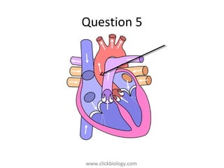www.clickbiology.comwww.clickbiology.com
Question 5
 