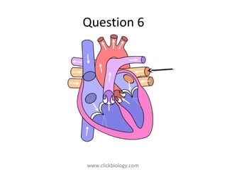 www.clickbiology.comwww.clickbiology.com
Question 6
 