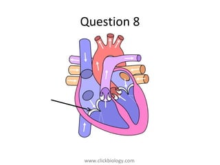 www.clickbiology.comwww.clickbiology.com
Question 8
 