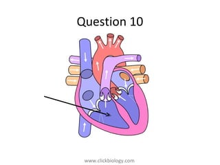www.clickbiology.comwww.clickbiology.com
Question 10
 