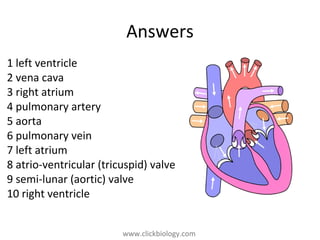 www.clickbiology.comwww.clickbiology.com
Answers
1 left ventricle
2 vena cava
3 right atrium
4 pulmonary artery
5 aorta
6 pulmonary vein
7 left atrium
8 atrio-ventricular (tricuspid) valve
9 semi-lunar (aortic) valve
10 right ventricle
 