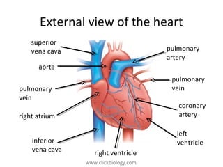 www.clickbiology.comwww.clickbiology.com
External view of the heart
pulmonary
artery
pulmonary
vein
coronary
artery
left
ventricle
right ventricle
inferior
vena cava
right atrium
pulmonary
vein
aorta
superior
vena cava
 