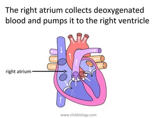 www.clickbiology.comwww.clickbiology.com
The right atrium collects deoxygenated
blood and pumps it to the right ventricle
right atrium
 