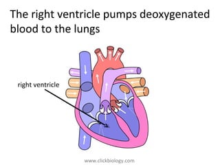 www.clickbiology.comwww.clickbiology.com
The right ventricle pumps deoxygenated
blood to the lungs
right ventricle
 