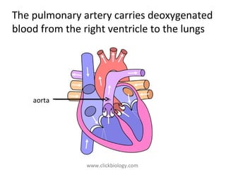 www.clickbiology.comwww.clickbiology.com
The pulmonary artery carries deoxygenated
blood from the right ventricle to the lungs
aorta
 