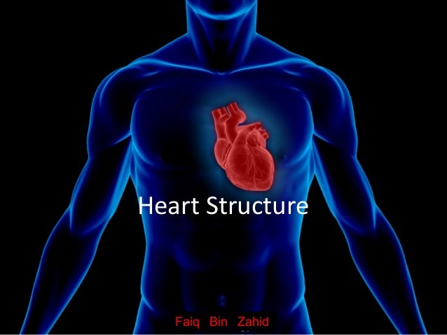 heart structure functions The cardiovascular system (structure and function) functions of the heart the cardiovascular system (structure and function). heart structure functions The cardiovascular system (structure and function) functions of the heart the cardiovascular system (structure and function).
