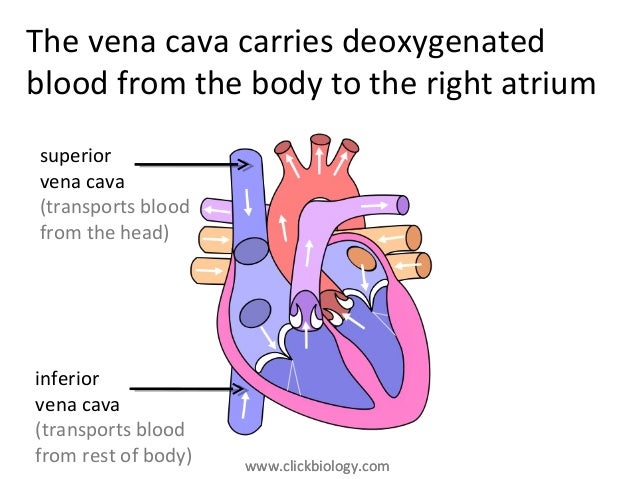 Heart Structure And Function heart-structure-and-function