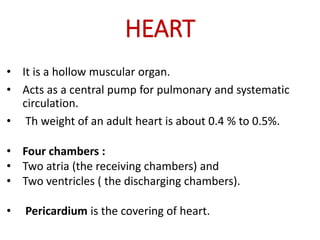 HEART
• It is a hollow muscular organ.
• Acts as a central pump for pulmonary and systematic
circulation.
• Th weight of an adult heart is about 0.4 % to 0.5%.
• Four chambers :
• Two atria (the receiving chambers) and
• Two ventricles ( the discharging chambers).
• Pericardium is the covering of heart.
 