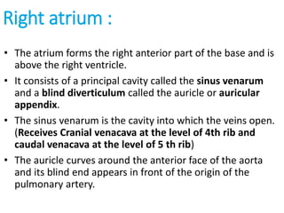 Right atrium :
• The atrium forms the right anterior part of the base and is
above the right ventricle.
• It consists of a principal cavity called the sinus venarum
and a blind diverticulum called the auricle or auricular
appendix.
• The sinus venarum is the cavity into which the veins open.
(Receives Cranial venacava at the level of 4th rib and
caudal venacava at the level of 5 th rib)
• The auricle curves around the anterior face of the aorta
and its blind end appears in front of the origin of the
pulmonary artery.
 