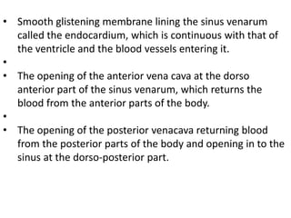 • Smooth glistening membrane lining the sinus venarum
called the endocardium, which is continuous with that of
the ventricle and the blood vessels entering it.
•
• The opening of the anterior vena cava at the dorso
anterior part of the sinus venarum, which returns the
blood from the anterior parts of the body.
•
• The opening of the posterior venacava returning blood
from the posterior parts of the body and opening in to the
sinus at the dorso-posterior part.
 
