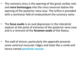 • The fossa ovalis is an oval depression in the interatrial
septum at the point of entrance of the posterior vena cava
and is a remnant of the foramen ovale of the foetus.
• The wall of atrium, particularly the appendix presents
some ventrical muscular ridges and looks like a comb and
hence named pectinate muscle.
• The coronary sinus is the opening of the great cardiac vein
and vena hemiazygos into the sinus venarum below the
opening of the posterior vena cava. The orifice is provided
with a semilunar fold of endocardium the coronary valve.
 