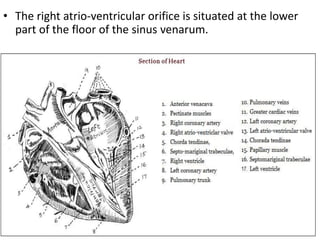 • The right atrio-ventricular orifice is situated at the lower
part of the floor of the sinus venarum.
 