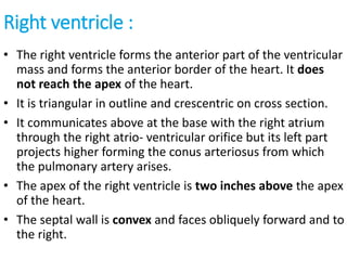 Right ventricle :
• The right ventricle forms the anterior part of the ventricular
mass and forms the anterior border of the heart. It does
not reach the apex of the heart.
• It is triangular in outline and crescentric on cross section.
• It communicates above at the base with the right atrium
through the right atrio- ventricular orifice but its left part
projects higher forming the conus arteriosus from which
the pulmonary artery arises.
• The apex of the right ventricle is two inches above the apex
of the heart.
• The septal wall is convex and faces obliquely forward and to
the right.
 