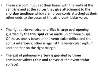 • These are continuous at their bases with the walls of the
ventricle and at the apices they give attachment to the
chordae tendinae which are fibrous cords attached at their
other ends to the cusps of the atrio-ventricular valve.
• The right atrio-ventricular orifice is large oval opening
guarded by the tricuspid valve made up of three cusps.
Of these, one is between the ventricular orifice and the
conus arteriosus; other is against the ventricular septum
and another on the right margin.
• The exit of pulmonary artery is guarded by three
semilunar valves ( thin and convex at their ventricular
surface)
 