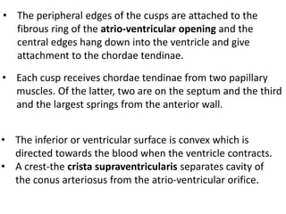 • The peripheral edges of the cusps are attached to the
fibrous ring of the atrio-ventricular opening and the
central edges hang down into the ventricle and give
attachment to the chordae tendinae.
• Each cusp receives chordae tendinae from two papillary
muscles. Of the latter, two are on the septum and the third
and the largest springs from the anterior wall.
• The inferior or ventricular surface is convex which is
directed towards the blood when the ventricle contracts.
• A crest-the crista supraventricularis separates cavity of
the conus arteriosus from the atrio-ventricular orifice.
 