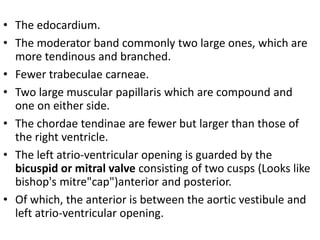 • The edocardium.
• The moderator band commonly two large ones, which are
more tendinous and branched.
• Fewer trabeculae carneae.
• Two large muscular papillaris which are compound and
one on either side.
• The chordae tendinae are fewer but larger than those of
the right ventricle.
• The left atrio-ventricular opening is guarded by the
bicuspid or mitral valve consisting of two cusps (Looks like
bishop's mitre"cap")anterior and posterior.
• Of which, the anterior is between the aortic vestibule and
left atrio-ventricular opening.
 