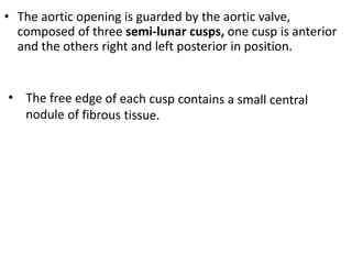 • The aortic opening is guarded by the aortic valve,
composed of three semi-lunar cusps, one cusp is anterior
and the others right and left posterior in position.
 