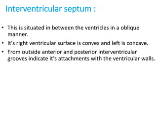 Interventricular septum :
• This is situated in between the ventricles in a oblique
manner.
• It's right ventricular surface is convex and left is concave.
• From outside anterior and posterior interventricular
grooves indicate it's attachments with the ventricular walls.
 