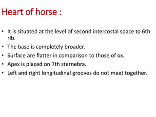 Heart of horse :
• It is situated at the level of second intercostal space to 6th
rib.
• The base is completely broader.
• Surface are flatter in comparison to those of ox.
• Apex is placed on 7th sternebra.
• Left and right longitudinal grooves do not meet together.
 