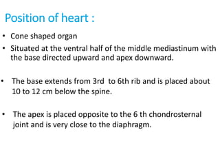Position of heart :
• Cone shaped organ
• Situated at the ventral half of the middle mediastinum with
the base directed upward and apex downward.
• The base extends from 3rd to 6th rib and is placed about
10 to 12 cm below the spine.
• The apex is placed opposite to the 6 th chondrosternal
joint and is very close to the diaphragm.
 
