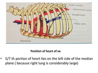 Position of heart of ox
• 5/7 th portion of heart lies on the left side of the median
plane ( because right lung is considerably large)
 