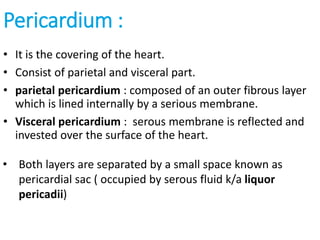 Pericardium :
• It is the covering of the heart.
• Consist of parietal and visceral part.
• parietal pericardium : composed of an outer fibrous layer
which is lined internally by a serious membrane.
• Visceral pericardium : serous membrane is reflected and
invested over the surface of the heart.
• Both layers are separated by a small space known as
pericardial sac ( occupied by serous fluid k/a liquor
pericadii)
 