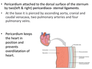 • Pericardium attached to the dorsal surface of the sternum
by two(left & right) pericardiaco- sternal ligaments.
• At the base it is pierced by ascending aorta, cranial and
caudal venacava, two pulmonary arteries and four
pulmonary veins.
• Pericardium keeps
the heart in
position and
prevents
overdilatation of
heart.
 