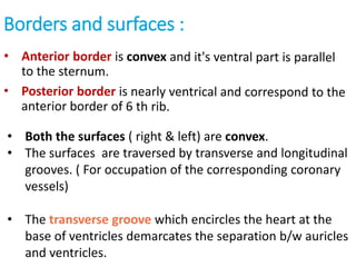Borders and surfaces :
• Both the surfaces ( right & left) are convex.
• The surfaces are traversed by transverse and longitudinal
grooves. ( For occupation of the corresponding coronary
vessels)
• The transverse groove which encircles the heart at the
base of ventricles demarcates the separation b/w auricles
and ventricles.
 