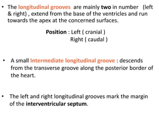 • The longitudinal grooves are mainly two in number (left
& right) , extend from the base of the ventricles and run
towards the apex at the concerned surfaces.
Position : Left ( cranial )
Right ( caudal )
• A small Intermediate longitudinal groove : descends
from the transverse groove along the posterior border of
the heart.
• The left and right longitudinal grooves mark the margin
of the interventricular septum.
 