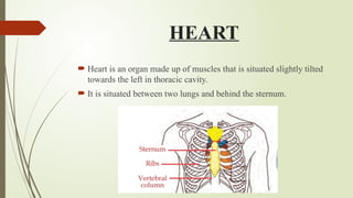 HEART
 Heart is an organ made up of muscles that is situated slightly tilted
towards the left in thoracic cavity.
 It is situated between two lungs and behind the sternum.
 