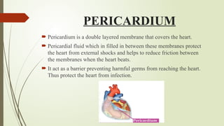 PERICARDIUM
 Pericardium is a double layered membrane that covers the heart.
 Pericardial fluid which in filled in between these membranes protect
the heart from external shocks and helps to reduce friction between
the membranes when the heart beats.
 It act as a barrier preventing harmful germs from reaching the heart.
Thus protect the heart from infection.
 