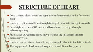 STRUCTURE OF HEART
Deoxygented blood enters the right atrium from superior and inferior vena
cava.
Blood in right atrium flows through tricuspid valve into the right ventricle
From right ventricle CO2 contained blood move to lungs through
pulmonary artery
From lungs oxygenated blood move towards the left atrium through
pulmonary vein.
Blood in the left atrium flows through bicuspid valve into the left ventricle
The oxygenated blood move through aorta to different body parts..
 