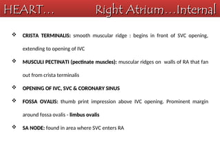 Pectinate Ridges Comprehensive Anatomy and Physiology of the Human Heart | PPT