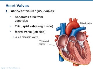 Heart Valves
1. Atrioventricular (AV) valves
•

Separates atria from
ventricles

•

Tricuspid valve (right side)

•

Mitral valve (left side)
• a.k.a bicuspid valve
Tricuspid
valve

Copyright © 2011 Pearson Education, Inc.

Mitral valve

 