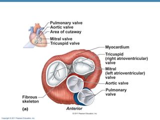Copyright © 2011 Pearson Education, Inc.

 