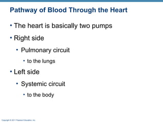 Pathway of Blood Through the Heart
• The heart is basically two pumps
• Right side
• Pulmonary circuit
• to the lungs

• Left side
• Systemic circuit
• to the body

Copyright © 2011 Pearson Education, Inc.

 