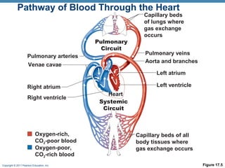 Pathway of Blood Through the Heart

Pulmonary
Circuit
Pulmonary arteries
Venae cavae

Capillary beds
of lungs where
gas exchange
occurs
Pulmonary veins
Aorta and branches
Left atrium
Left ventricle

Right atrium
Right ventricle

Oxygen-rich,
CO2-poor blood
Oxygen-poor,
CO2-rich blood
Copyright © 2011 Pearson Education, Inc.

Heart
Systemic
Circuit

Capillary beds of all
body tissues where
gas exchange occurs
Figure 17.5

 