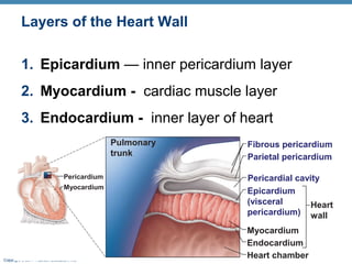 Layers of the Heart Wall
1. Epicardium — inner pericardium layer
2. Myocardium - cardiac muscle layer
3. Endocardium - inner layer of heart
Pulmonary
trunk
Pericardium
Myocardium

Copyright © 2011 Pearson Education, Inc.

Fibrous pericardium
Parietal pericardium
Pericardial cavity
Epicardium
(visceral
Heart
pericardium) wall
Myocardium
Endocardium
Heart chamber

 