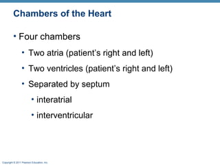 Chambers of the Heart
• Four chambers
• Two atria (patient’s right and left)
• Two ventricles (patient’s right and left)
• Separated by septum
• interatrial
• interventricular

Copyright © 2011 Pearson Education, Inc.

 