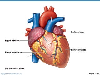 Left atrium

Right atrium

Right ventricle

Left ventricle

(b) Anterior view
Copyright © 2011 Pearson Education, Inc.

Figure 17.4b

 